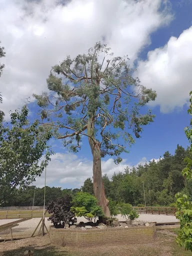 Witham Tree Services photo 4
