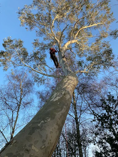 Witham Tree Services photo 5
