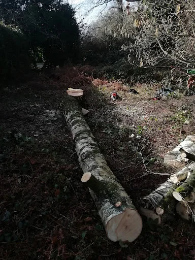 Witham Tree Services photo 6