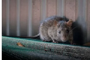 First Pest Control photo 1