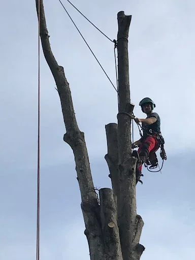 Hobson Tree Services photo 1