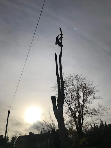 Hobson Tree Services photo 2