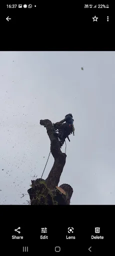 Hobson Tree Services photo 4