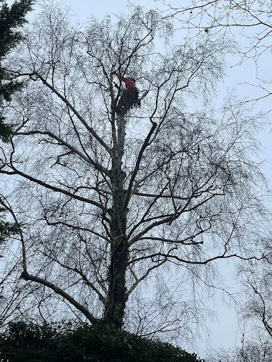 Hobson Tree Services photo 5