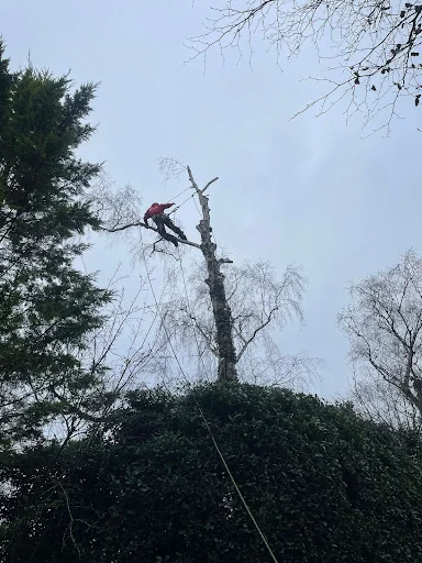 Hobson Tree Services photo 6