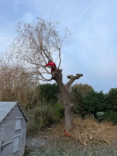 Hobson Tree Services photo 8