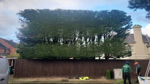 Forester Tree Care Ltd photo 1