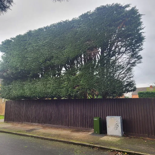 Forester Tree Care Ltd photo 3