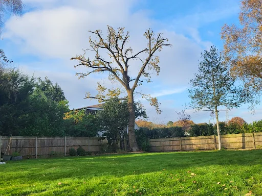 Forester Tree Care Ltd photo 6