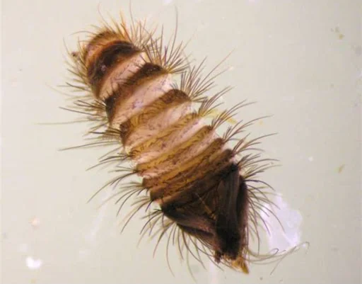 CLEAR-A-PEST PEST CONTROL LTD photo 4