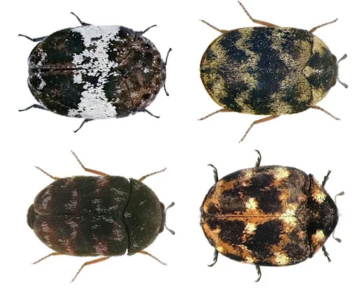 CLEAR-A-PEST PEST CONTROL LTD photo 5