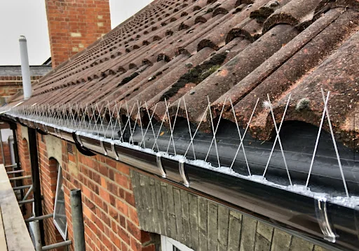 CLEAR-A-PEST PEST CONTROL LTD photo 7