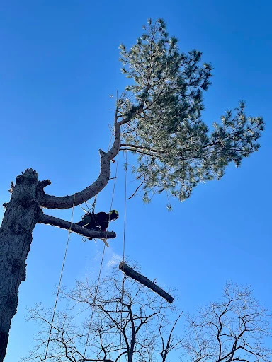 R Rogers Tree Services Ltd photo 1