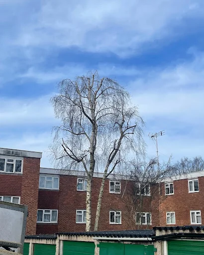 R Rogers Tree Services Ltd photo 2