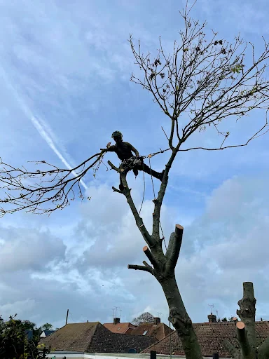 R Rogers Tree Services Ltd photo 3