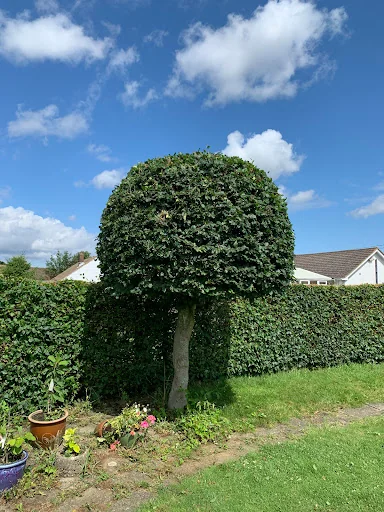 R Rogers Tree Services Ltd photo 4