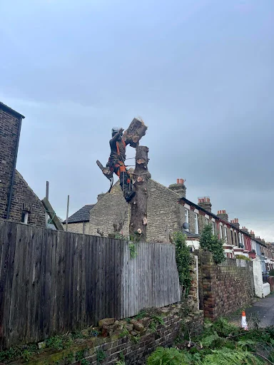 R Rogers Tree Services Ltd photo 5