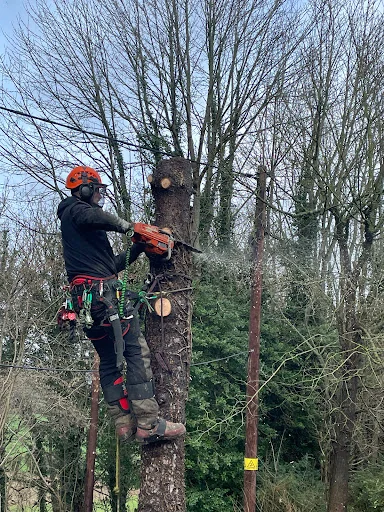 R Rogers Tree Services Ltd photo 6