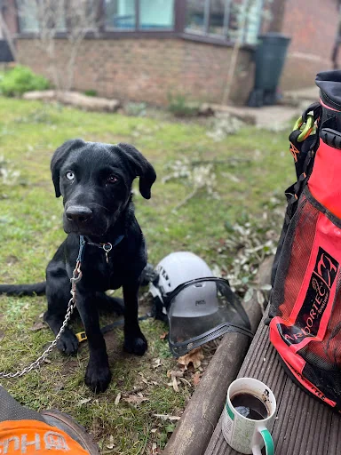 R Rogers Tree Services Ltd photo 7