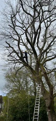 LBW Tree &amp; Hedge Specialist photo 1
