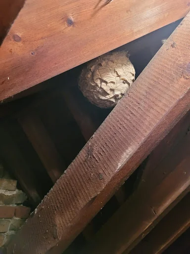 The Pest Specialist photo 3