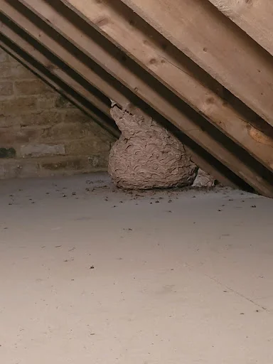 The Pest Specialist photo 4