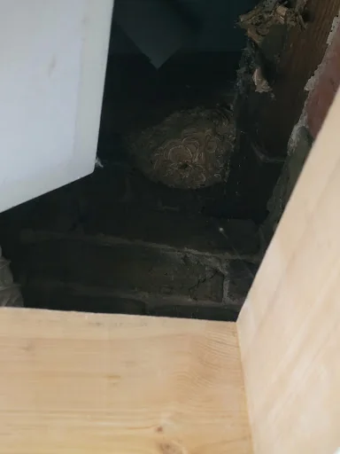 The Pest Specialist photo 6