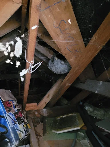 The Pest Specialist photo 7