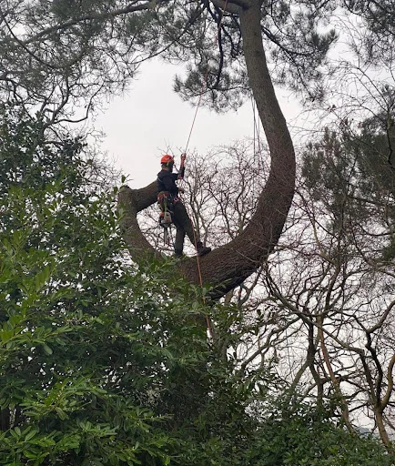 SPK Tree Services photo 1