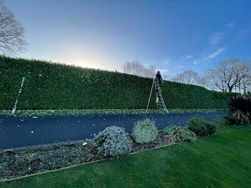 SPK Tree Services photo 2