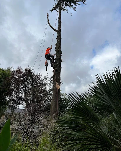 SPK Tree Services photo 3