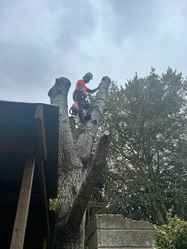 SPK Tree Services photo 4
