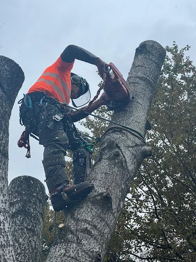 SPK Tree Services photo 5
