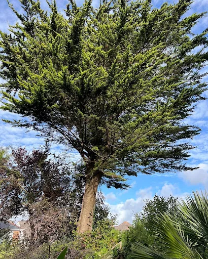 SPK Tree Services photo 6