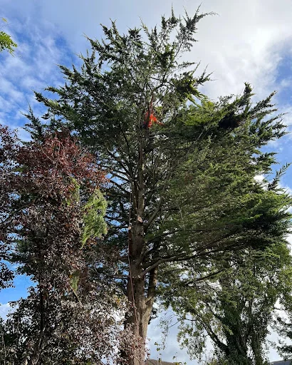 SPK Tree Services photo 7