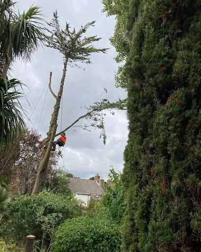 SPK Tree Services photo 8