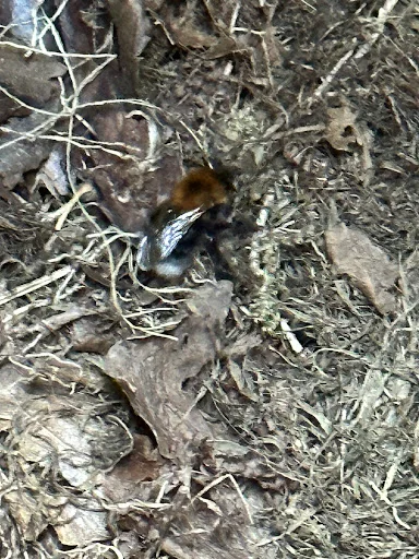 Pestforce Stockport photo 6