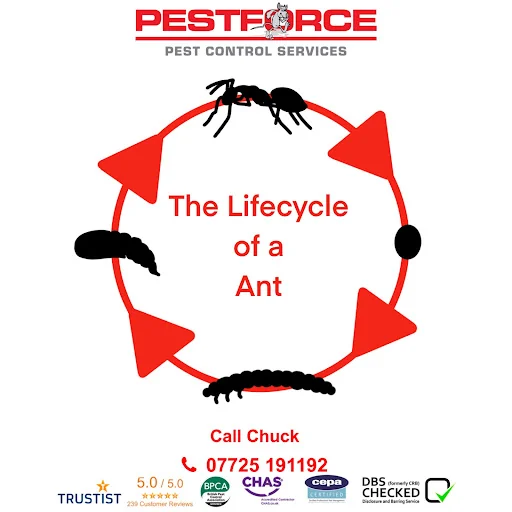 Pestforce Stockport photo 7