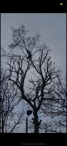 Jays Treecare and Gardening Services photo 2