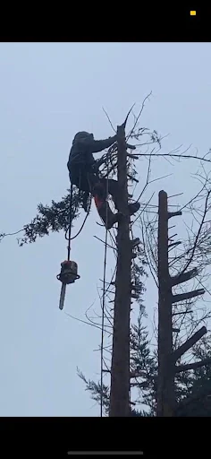 Jays Treecare and Gardening Services photo 3