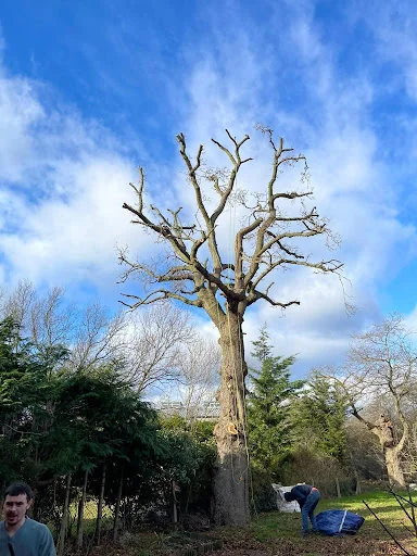 Jays Treecare and Gardening Services photo 5