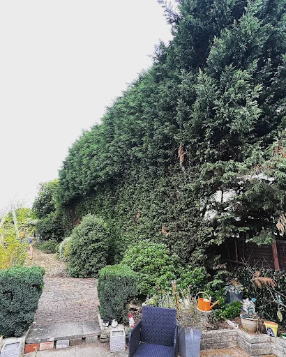 Apicalarb Tree Services Ltd photo 1