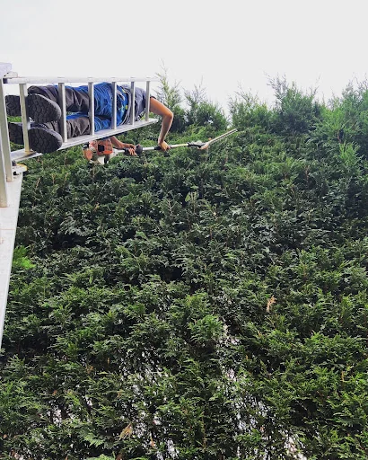 Apicalarb Tree Services Ltd photo 2