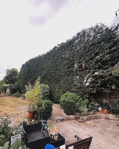 Apicalarb Tree Services Ltd photo 3