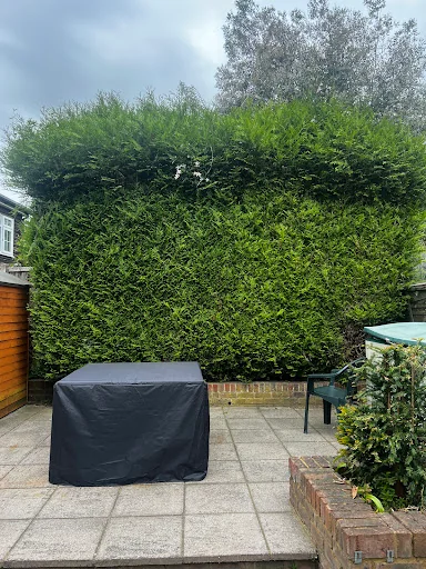 Apicalarb Tree Services Ltd photo 4