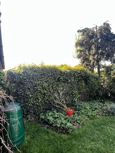 Apicalarb Tree Services Ltd photo 8