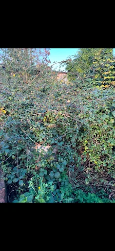 Green Leaf Gardens photo 4