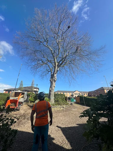 Weaver Tree Care Ltd photo 1