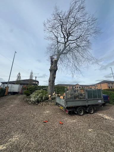 Weaver Tree Care Ltd photo 2