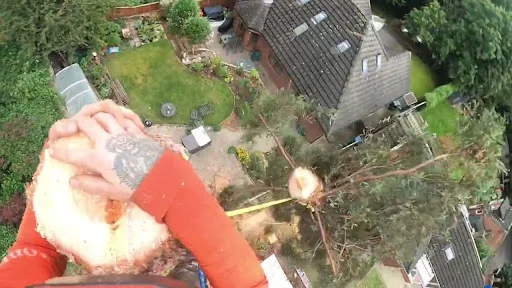 Weaver Tree Care Ltd photo 6